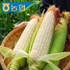 [첫출하특가] 옥수수 괴산 대학찰옥수수 국내산 찰옥수수, 1박스, 괴산 대학찰옥수수 10개입