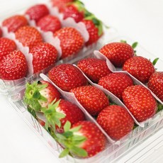 마이팜 설향 고당도 제철 딸기, 1개, 1kg (특)
