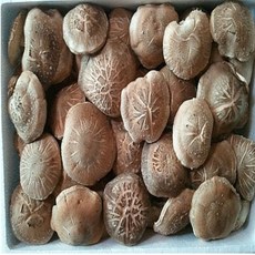 표고버섯 파지 못난이 표고버섯, 1개, 500g