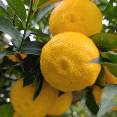 농가직송 유자 유자생과 생유자 못난이 3kg 5kg 10kg 고흥유자, 1박스, 정품/중소과 10kg