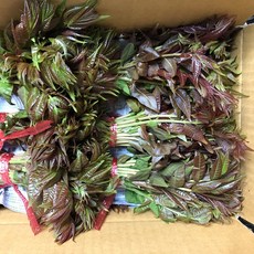 최월진님 친환경 유기농 가죽나무 순, 1개, 1kg