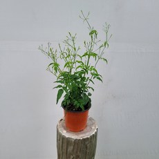 인기자스민 학자스민 소품 15~25cm 38, 기본