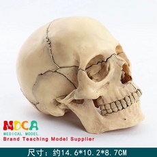 픽유아 두개골 뼈 해부학 사람 모형 골격 모형도 해부 해골, B. 1  2 기본 컬러 두개골 모델, 1개
