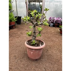 사과나무 애기사과나무, 1. 추가, 1. 받침 추가, 1개