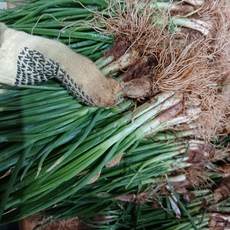 [농수산 장터] 보성 흙쪽파, 500g, 1개