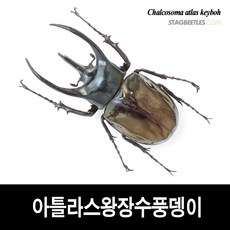 아틀라스장수풍뎅이 표본 [L16-18] Chalcosoma atlas keyboh, 70-74mm, 1개