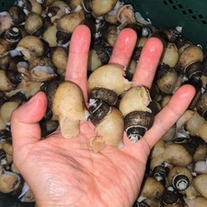 묵호 생물 흑골뱅이 당일조업 흑고동, 1개, 1kg(45미 내외)