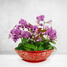 무늬미니호접란MTFF010, 서울특별시／광역시／경기도, 베이직, 필요없음