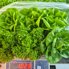 특1키로7900 수경재배 유러피안상추 버터헤드 프릴아이스 리틀잼(미니로메인)산지직송 바오팜, 1박스, 1kg