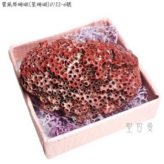 管風琴珊瑚(笙珊瑚)0122-6號-天然紅珊瑚礁簇海洋礦物晶體標本