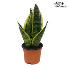 산세베리아 실내 공기정화 반려 소형 모종 식물, A1.산세베리아