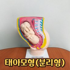 학교 보건실 성교육 실물크기 10개월 태아모형 성교육모형 인체, 1개