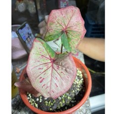 霏霏園藝 泰國油畫彩葉芋 (5吋盆), 1個