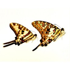 蟲新發現 蝴蝶標本A1/A-長尾青鳳蝶兩隻一組，未展翅乾貨，科學實驗材料, 1個