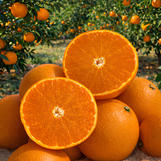 [25박스한정] 천리향기 고당도 제주 천혜향, 1박스, 5kg