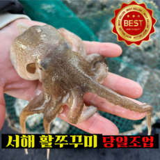 [당일조업발송] 국산 알쭈꾸미 초야네 제철 자연산 활쭈꾸미 생물, 1박스, 활쭈꾸미 1kg