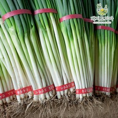 베지토피아 국내산 산지직송 진도 노지 대파 3kg 5kg 10kg 신선 대파, 1개
