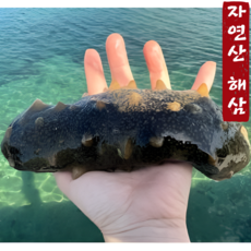 [통영직송] 자연산 특대 해삼 활해삼 참해삼 1kg 2~6미 내외 내장 고노와다 국내산 해녀채취 당일조업, 1개, 특대 1.5kg (3~9미 내외)