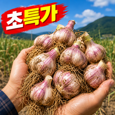 [파격초특가100박스만] 산지직송 국내산 통마늘 햇마늘, 1박스, 1kg
