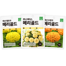 주주씨앗 F1교배종 메리골드 씨앗 3종세트 겹꽃메리골드 아프리칸 메리골드 꽃씨앗 꽃씨몰, 1개