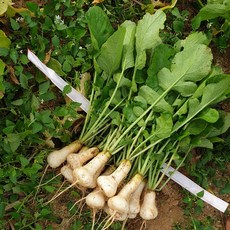 강원도 총각무 알타리 무우, 1개, 강원도 알타리 무 10kg