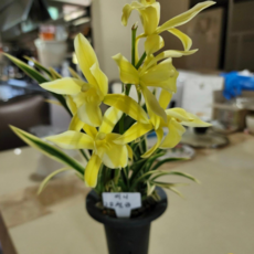 (팜 이연숙TV난원) 동양란 천금 복륜 대품 큰꽃 향기 진하고 좋아요 현재 꽃없습니다, 1개