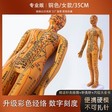 인체모형 혈자리 경혈도 한의학 침구 인형 모델 교육용 모형, 2025 35cm 구리 여성 모델