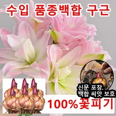 3+3 수입 백합꽃 백합 구근 향기백합구근 백합꽃 구근 노지월동6개, 6개, 분홍빛이도는 모양