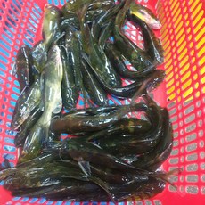 빠가사리 활빠가 손질 생물 민물고기 매운탕 동자개 가야지 청원민물고기직판장, 1개, 활빠가 500g(손질후무게), 활빠가사리