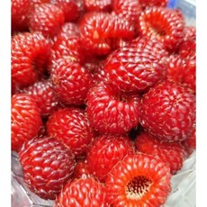 새콤달콤 탱글탱글 햇 산딸기, 1개, 500g (2팩)