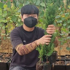 주목나무 묘목 2년 상묘 포트묘 조경수 전원주택 주목 묘목 사철 푸른
