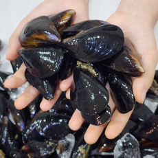 산지직송 통영산 겨울제철 다듬이 세척 홍합 당일수확 선별 발송, 1개, 2kg