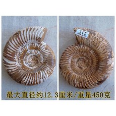 암모나이트 화석 표본 21종 수집품 과학 교구 고생물학, J. 1336암모나이트