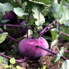 신선식품 제철채소 제주도콜라비 프리미엄 겨울철 산지직송 3kg 못난이 샐러드 깍두기용, (정품 혼합과) 3kg, 1