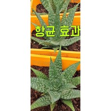 사포나리아 알로에 / 생 알로에, 1개