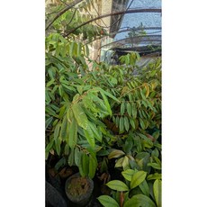 霏霏園藝 貓山王榴蓮靠接苗, 1個, 一棵2000元