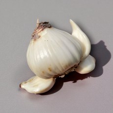 水仙花種球 水培植物 居家盆栽 新年花卉 - 輕鬆種植，增添居家節慶氣氛, 1包