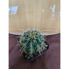 팅커벨 금전운이 좋아지는 금호(5cm), 1개