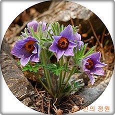 할미꽃 토종할미꽃 동강할미꽃 pulsatilla koreana 야생화 꽃화분 화단가꾸기, 1개, 동강할미꽃1주