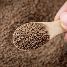 강원도 통들깨 500g x 1팩, 1
