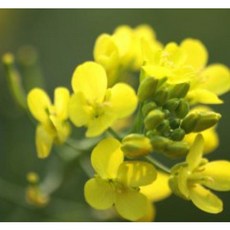 유채 (rapeseed F.O)프래그런스오일, 10ml, 1개