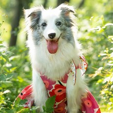 위드레오 대형견 꽃원피스 강아지여름원피스 중형견옷 강아지치마, 블루, 1개