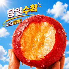 국내산 산지직송 고당도 제철자두 노지자두 햇자두, 1개, 소과 1kg