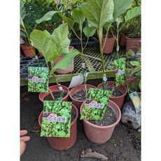 霏霏園藝 嫁接麻糬茄 5吋盆, 1個