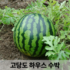 [선착순특가] 국내산 꿀당도 겨울 하우스 수박, 1박스, 5-6kg