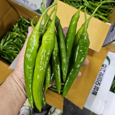 아빠농산 국내산 특품 오이맛고추 아삭이 튀김용 오이고추, 1박스, 1kg