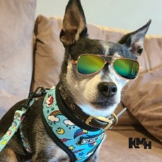 강아지 고양이 선글라스 노랑선글라스 반려견고글 고양이여행