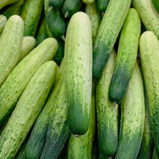 국내산 백다다기 백오이 [SHN], 1박스, 백다다기 백오이 2kg