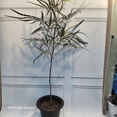 플랜츠영 아라리오 아라리요 대품 외목대 반려식물 80-110cm 179, 기본