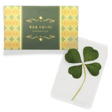 럭키심볼 행운의 왕네잎클로버 생화 코팅카드
